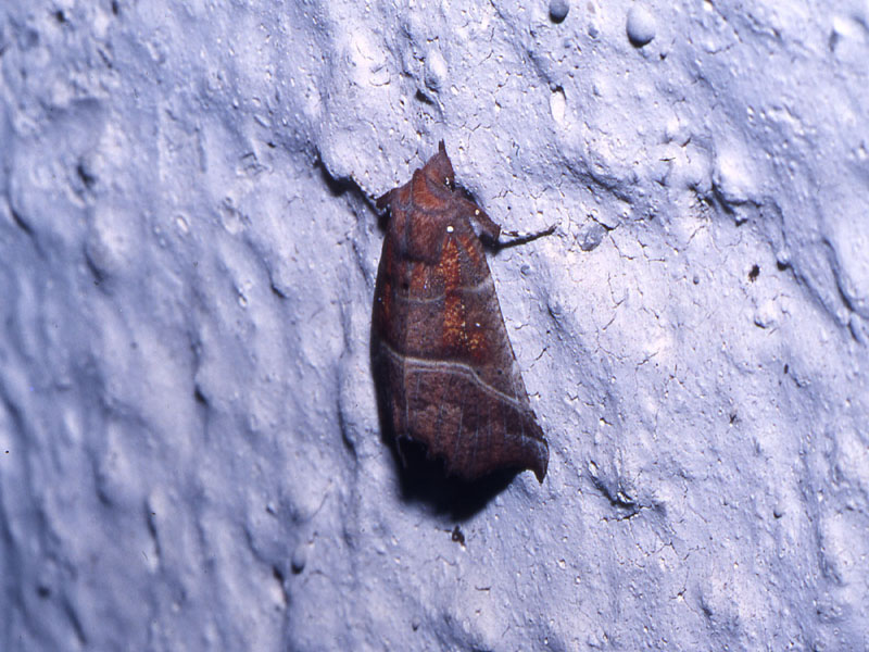 Scoliopteryx libatrix - Erebidae.........dal Trentino